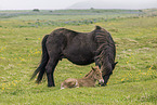 Icelandic horses