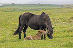 Icelandic horses