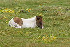 Icelandic horse foal