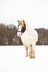 Icelandic horse