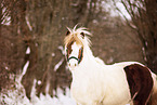 Icelandic horse