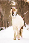 Icelandic horse