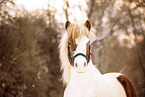 Icelandic horse