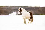 Icelandic horse