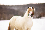 Icelandic horse