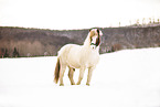 Icelandic horse