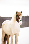 Icelandic horse