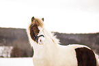 Icelandic horse