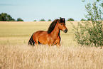 Icelandic horse