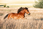 Icelandic horse