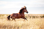 Icelandic horse