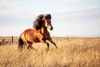 Icelandic horse