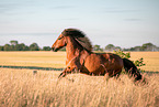 Icelandic horse