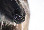 icelandic horse in winter