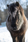 icelandic horse in winter