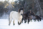 icelandic horse in winter