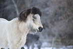 icelandic horse in winter