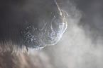 icelandic horse in winter