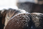 icelandic horse in winter