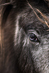 Icelandic horse