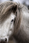 Icelandic horse