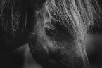Icelandic horse