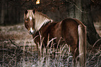 Icelandic horse