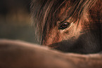Icelandic horse