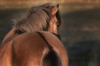 Icelandic horse