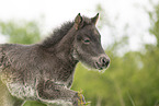 Icelandic Pony