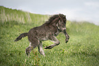 Icelandic Pony