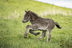 Icelandic Pony