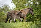 Icelandic Pony