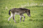 Icelandic Pony