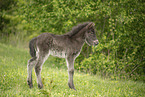 Icelandic Pony