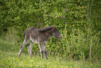 Icelandic Pony