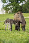 Icelandic Pony