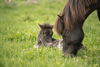 Icelandic Pony
