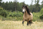 Icelandic Horse