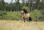 Icelandic Horse