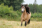 Icelandic Horse