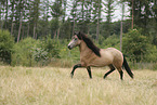 Icelandic Horse