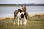 Icelandic horse