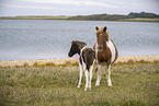 Icelandic horse