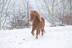 Icelandic horse