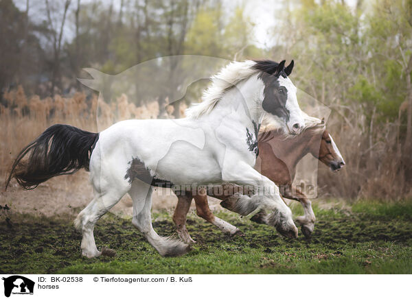 Pferde / horses / BK-02538