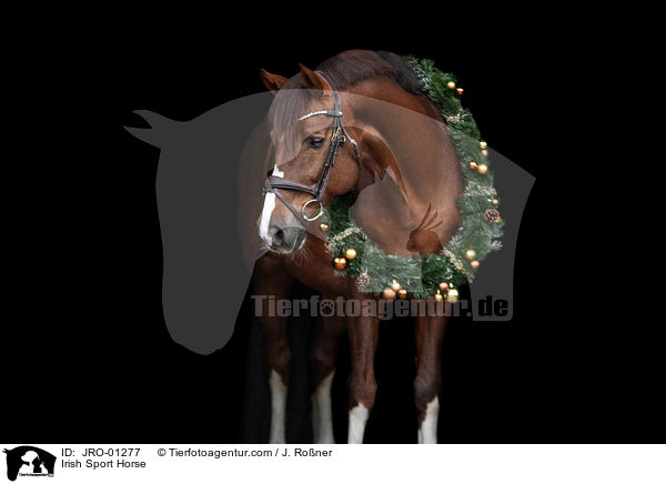 Irish Sport Horse / JRO-01277