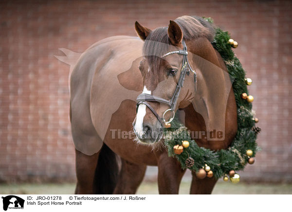 Irish Sport Horse Portrait / JRO-01278