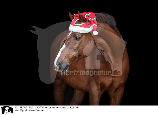 Irish Sport Horse Portrait / JRO-01280