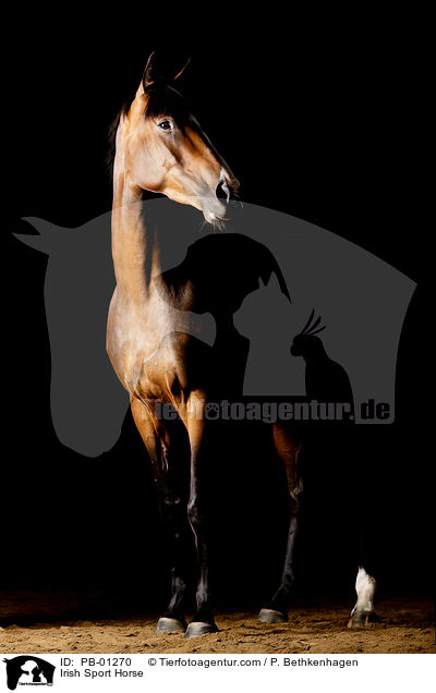 Irish Sport Horse / PB-01270